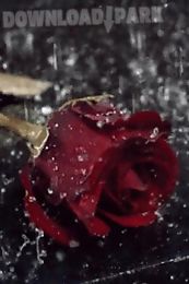 rain on red rose live wallpape