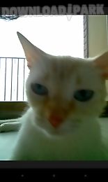 snapcat - photo app for cats