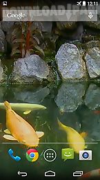 koi pond video live wallpaper