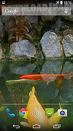 koi pond video live wallpaper