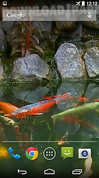 koi pond video live wallpaper