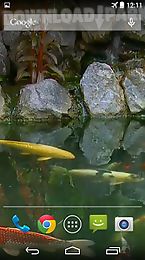 koi pond video live wallpaper