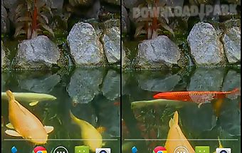 Koi pond video live wallpaper