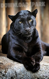 black panther live wallpaper