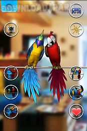 talking parrot couple free