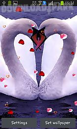 swans: love