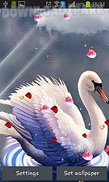 swans: love