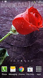 rain rose live wallpaper