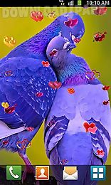 love: birds
