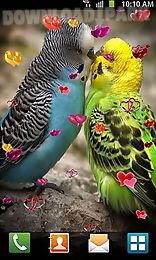 love: birds