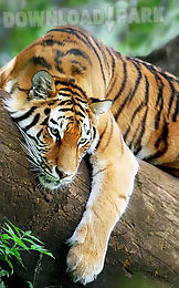 tiger live wallpaper