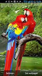 parrot live wallpaper