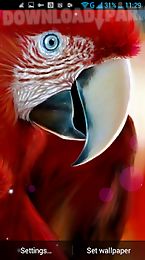 parrot live wallpaper