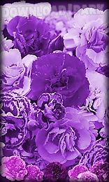 purple flowers live wallpaper