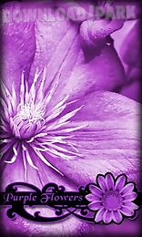 purple flowers live wallpaper