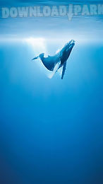 whale live wallpaper