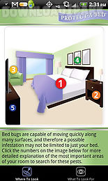 bed bugs 101