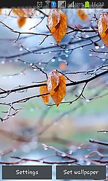 autumn raindrops