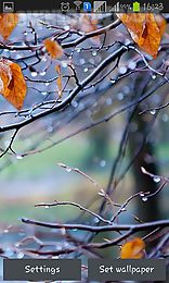 autumn raindrops