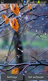 autumn raindrops