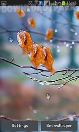 autumn raindrops