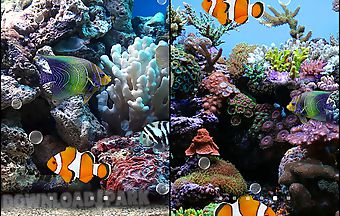 Coral fish 3d