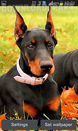 doberman