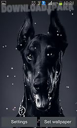 doberman