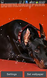 doberman