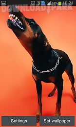 doberman