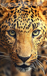 wild animals live wallpaper