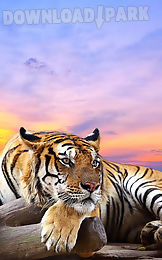 wild animals live wallpaper