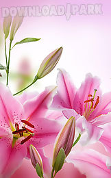 pink flowers live wallpaper