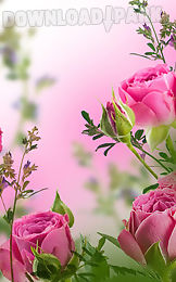pink flowers live wallpaper