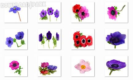 anemone flowers onet classic game