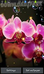 orchid hd