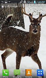 deer hunters live wallpaper