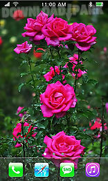 roses: paradise garden