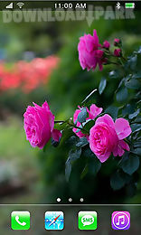 roses: paradise garden