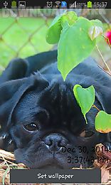 playful pugs