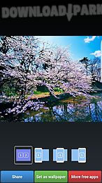 sakura cherry blossoms hd wall