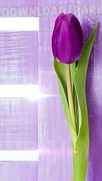 purple tulips live wallpaper