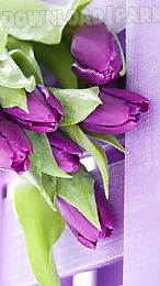 purple tulips live wallpaper