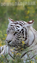 bengal tiger live wallpaper