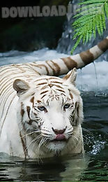 bengal tiger live wallpaper