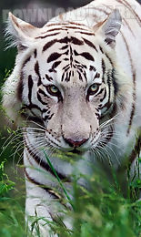 bengal tiger live wallpaper