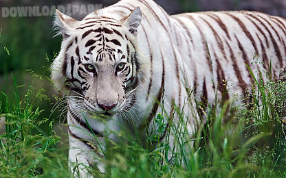 bengal tiger live wallpaper