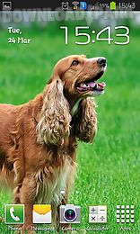 cocker spaniel