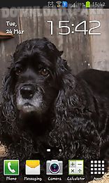 cocker spaniel