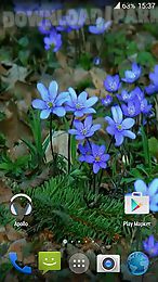 forest flowers